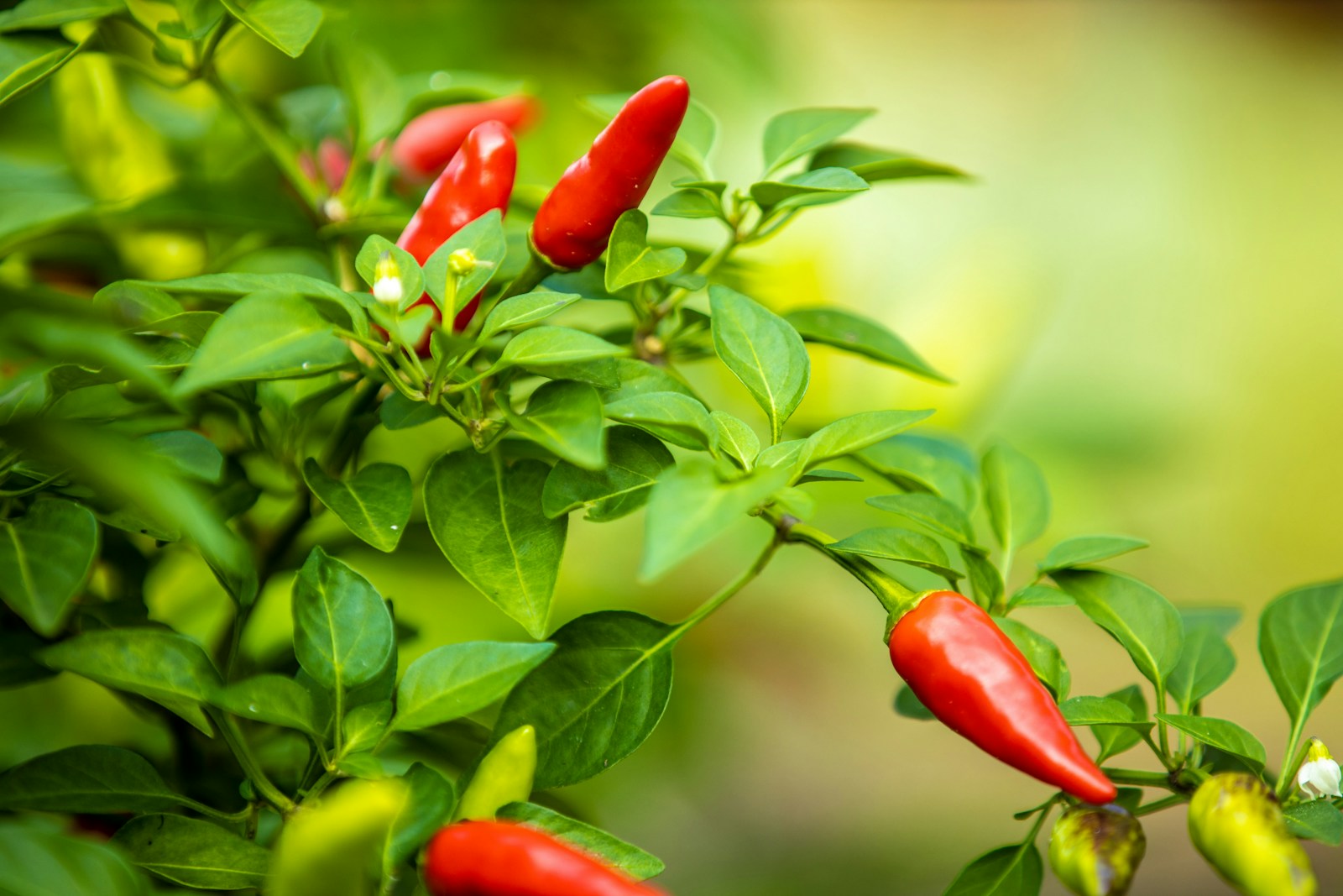 How to grow peppers indoors