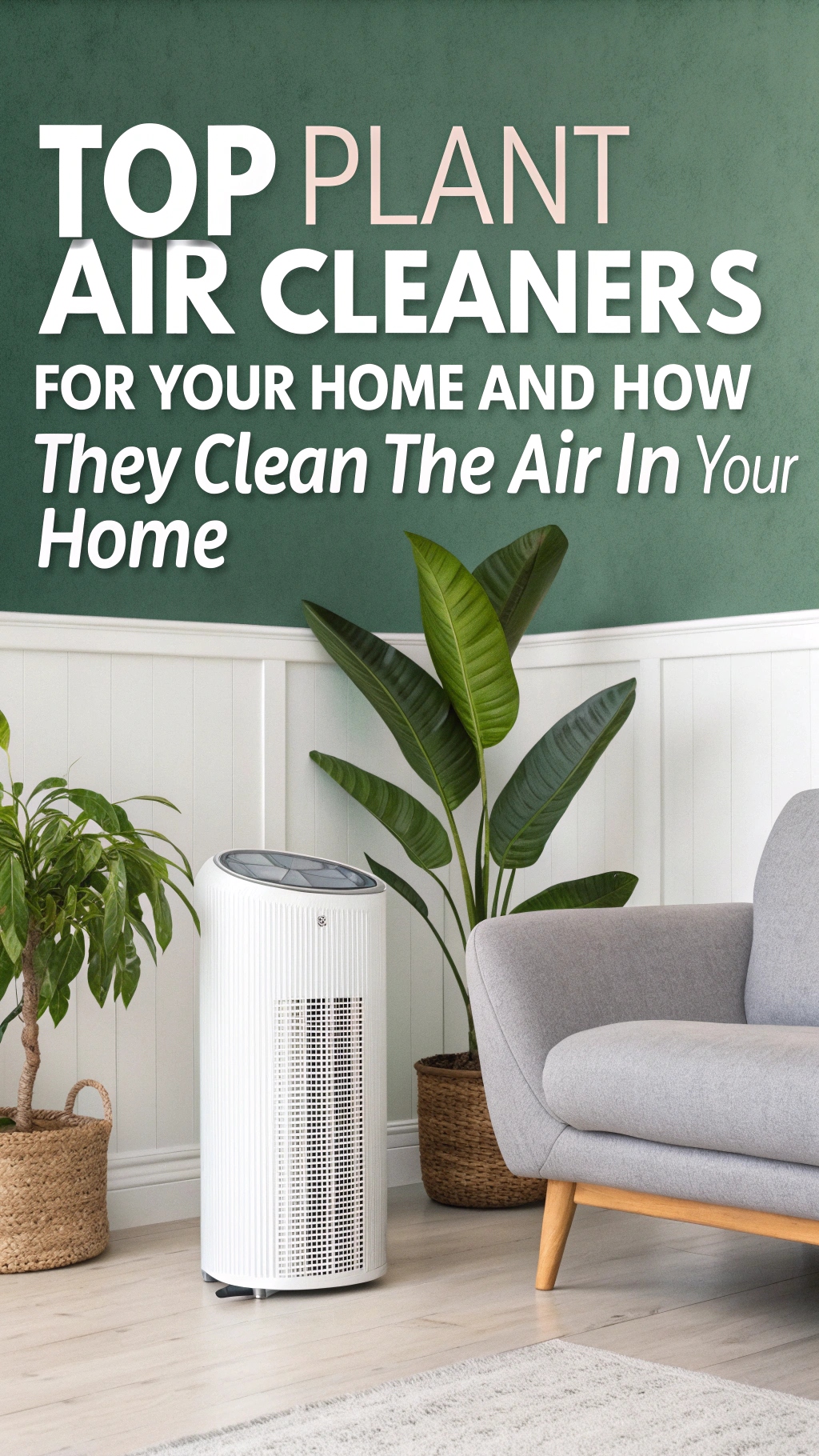 Top Plant Air Cleaners for Your Home and How They Clean the Air in Your Home